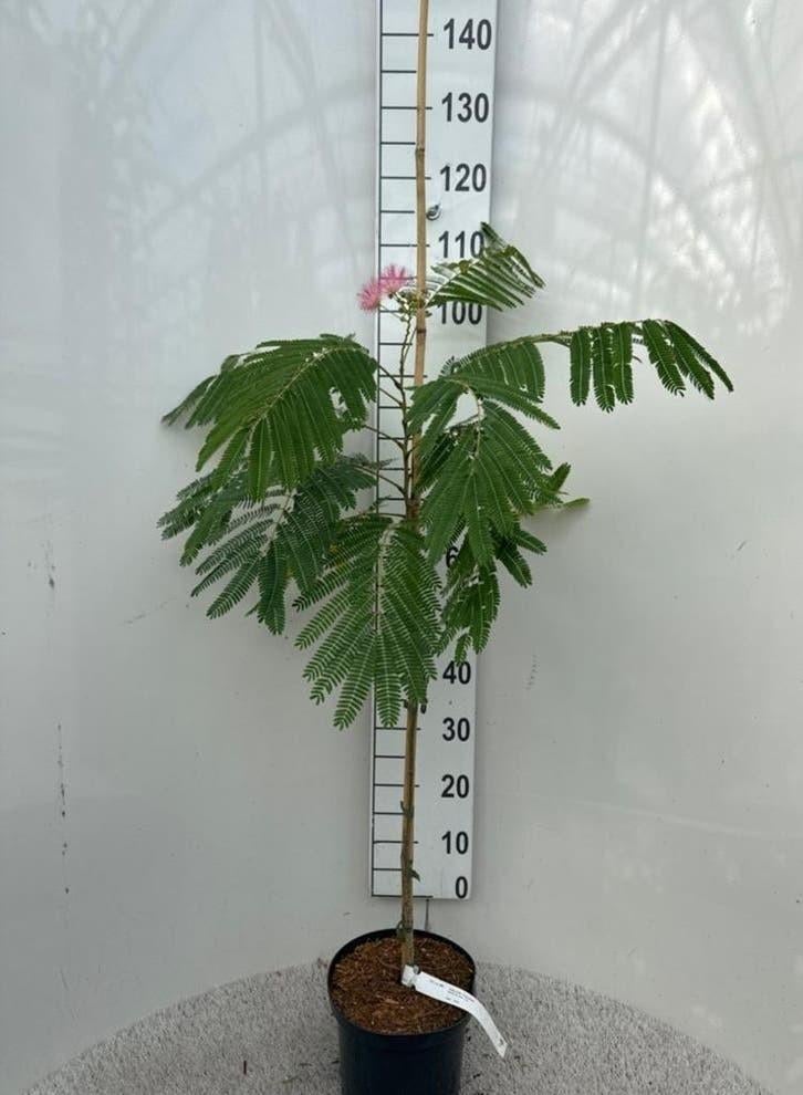 Albizia julibrissin 'Ombrella slaapboom'🌿🌺, Tuin en Terras, Planten | Bomen, Ophalen, Volle zon, Overige soorten