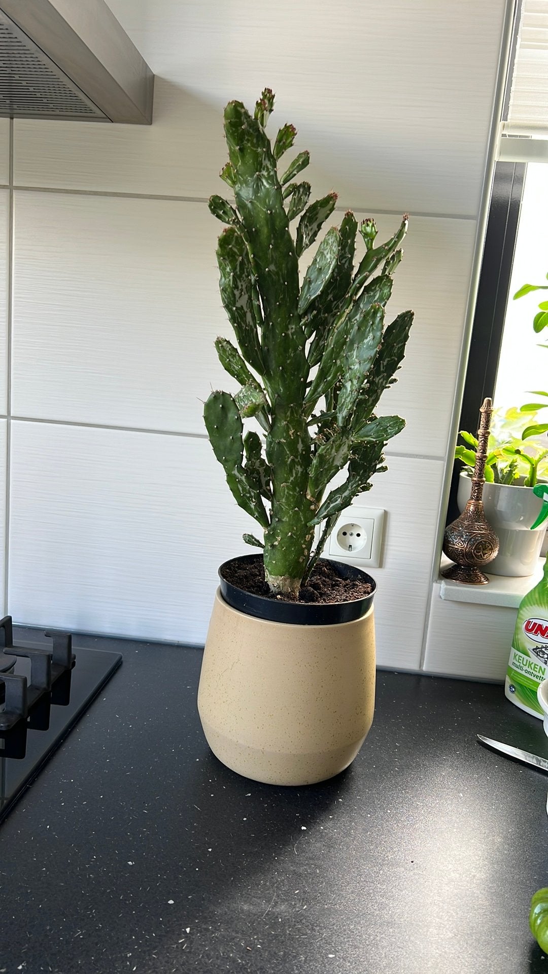 Kaktus plant met pot €15, Huis en Inrichting, Ophalen, Halfschaduw, Minder dan 100 cm