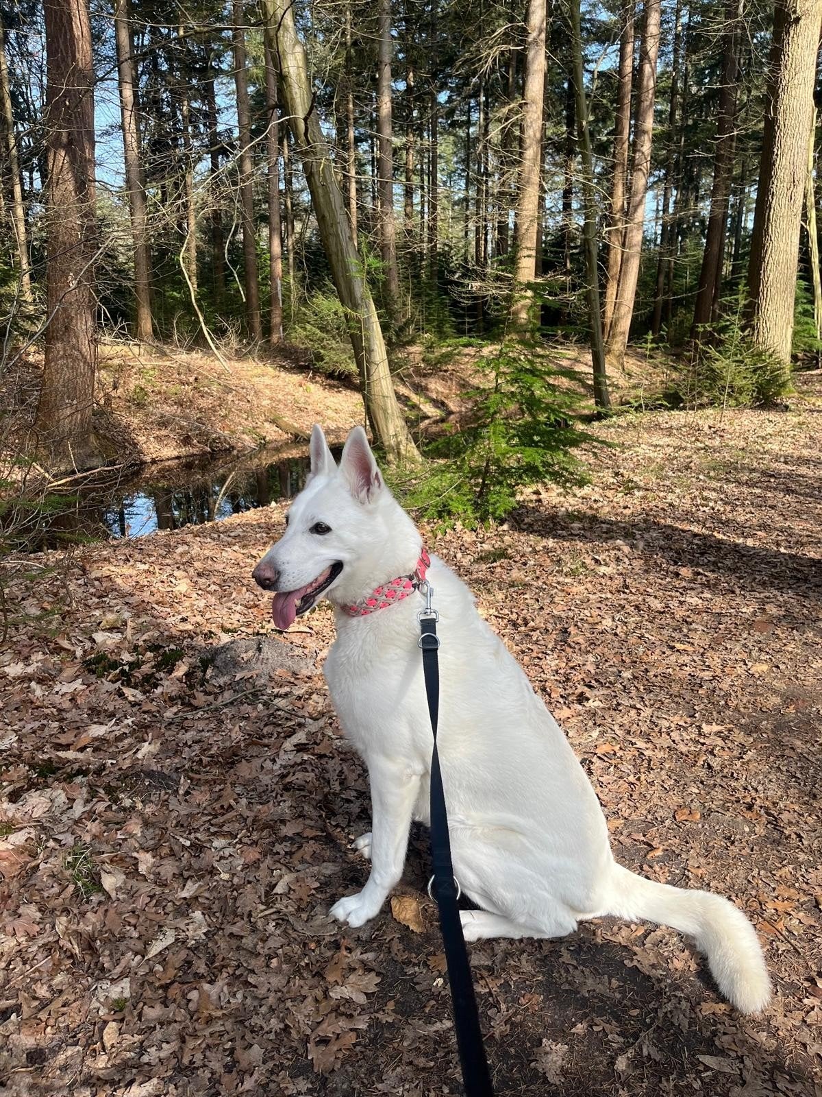 Wij zoeken een gouden mandje voor onze lieve snowy, Dieren en Toebehoren, Honden | Herdershonden en Veedrijvers, 6 jaar of ouder