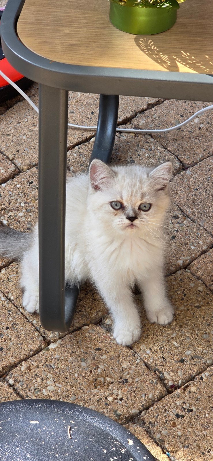 Mooie aanhankelijke Britse korthaar kittens, Dieren en Toebehoren, Katten en Kittens | Overige Katten, Poes, Kortharig, 0 tot 2 jaar