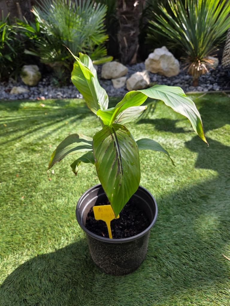 Banaan Musa Basjoo, Tuin en Terras, Planten | Tuinplanten, Ophalen, Overige soorten, Volle zon