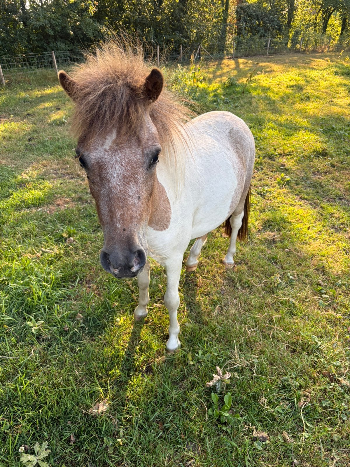 Shetlander pony ponys merries merrie, Dieren en Toebehoren, Merrie, A pony (tot 1.17m), Gechipt, 0 tot 2 jaar