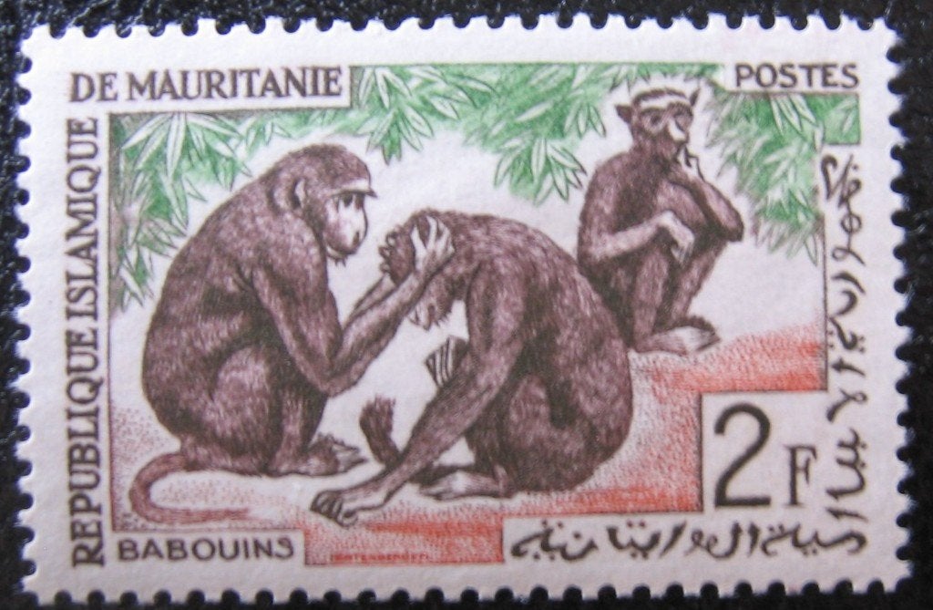 MAURITANIË 33 - Dieren: zoogdieren (baviaan), Verzenden, Postfris, Dier of Natuur