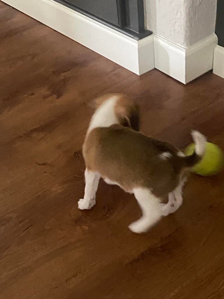 Hele mooie BEAGLE x KOOIKER pup - teefje, Dieren en Toebehoren, Honden | Niet-rashonden, Parvo, Nederland, 8 tot 15 weken, Teef