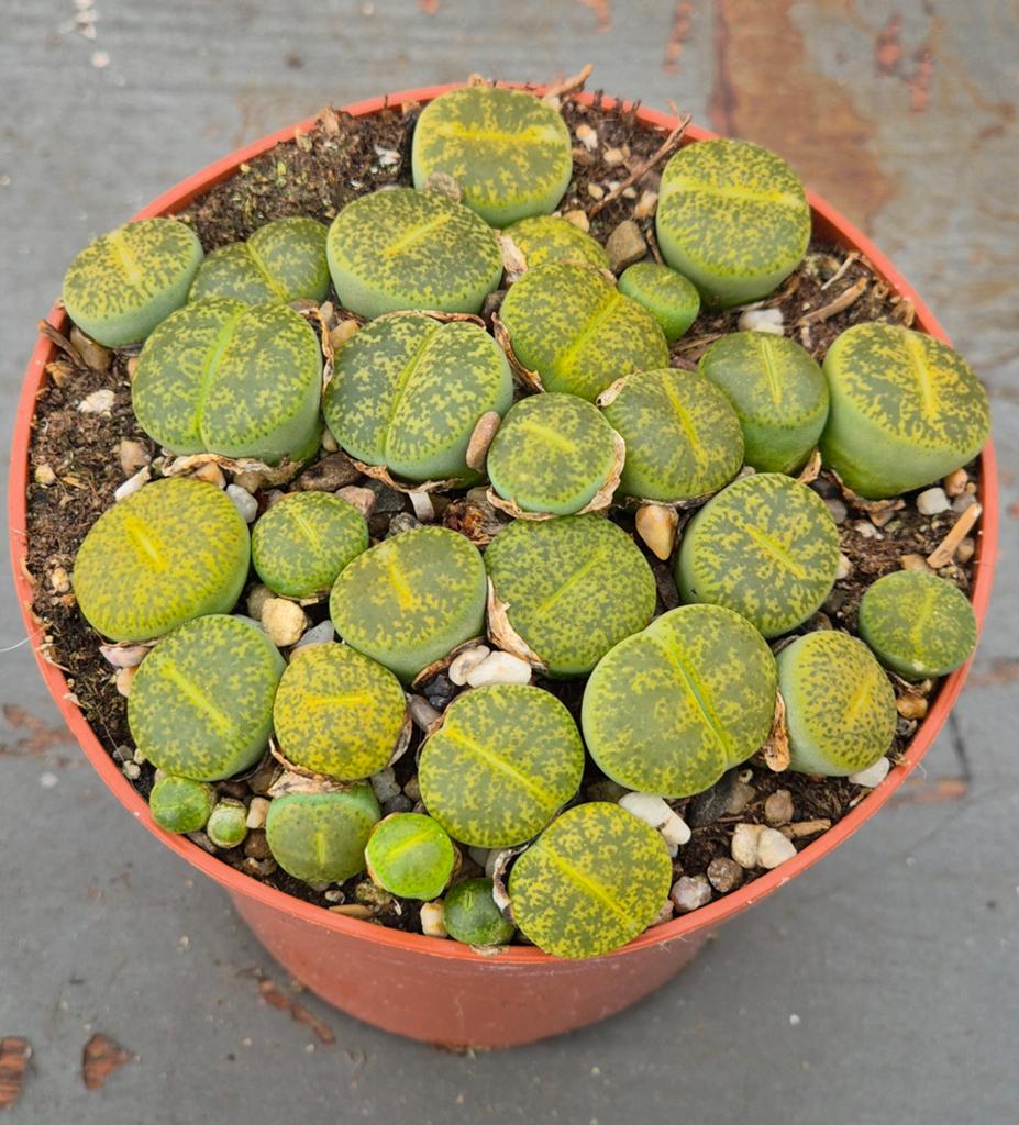 Lithops Levende stenen p8 (1), Huis en Inrichting, Kamerplanten, Ophalen of Verzenden, Halfschaduw, Minder dan 100 cm