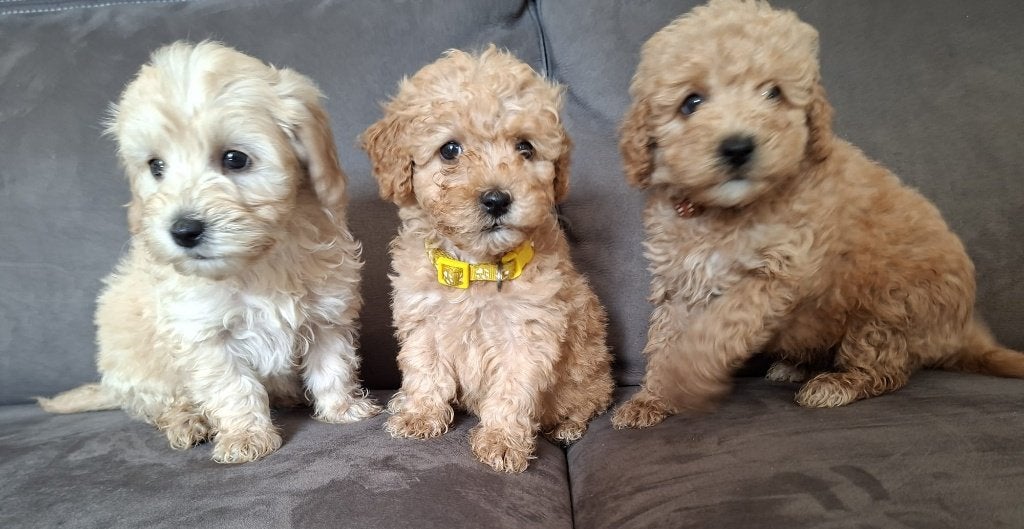Prachtige, perfect gesocialiseerde Maltipoo pups