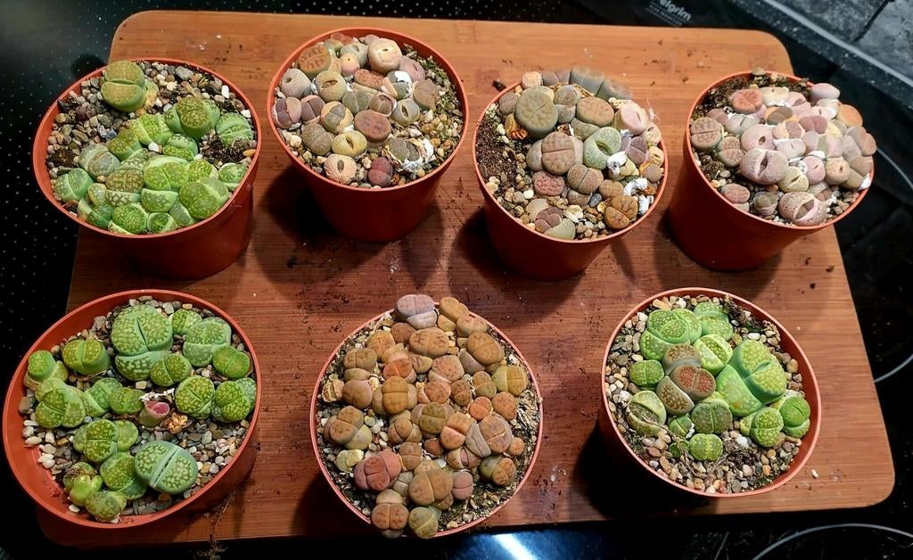 Lithops oftewel Levende Steentjes, Huis en Inrichting, Kamerplanten, Ophalen of Verzenden, Minder dan 100 cm