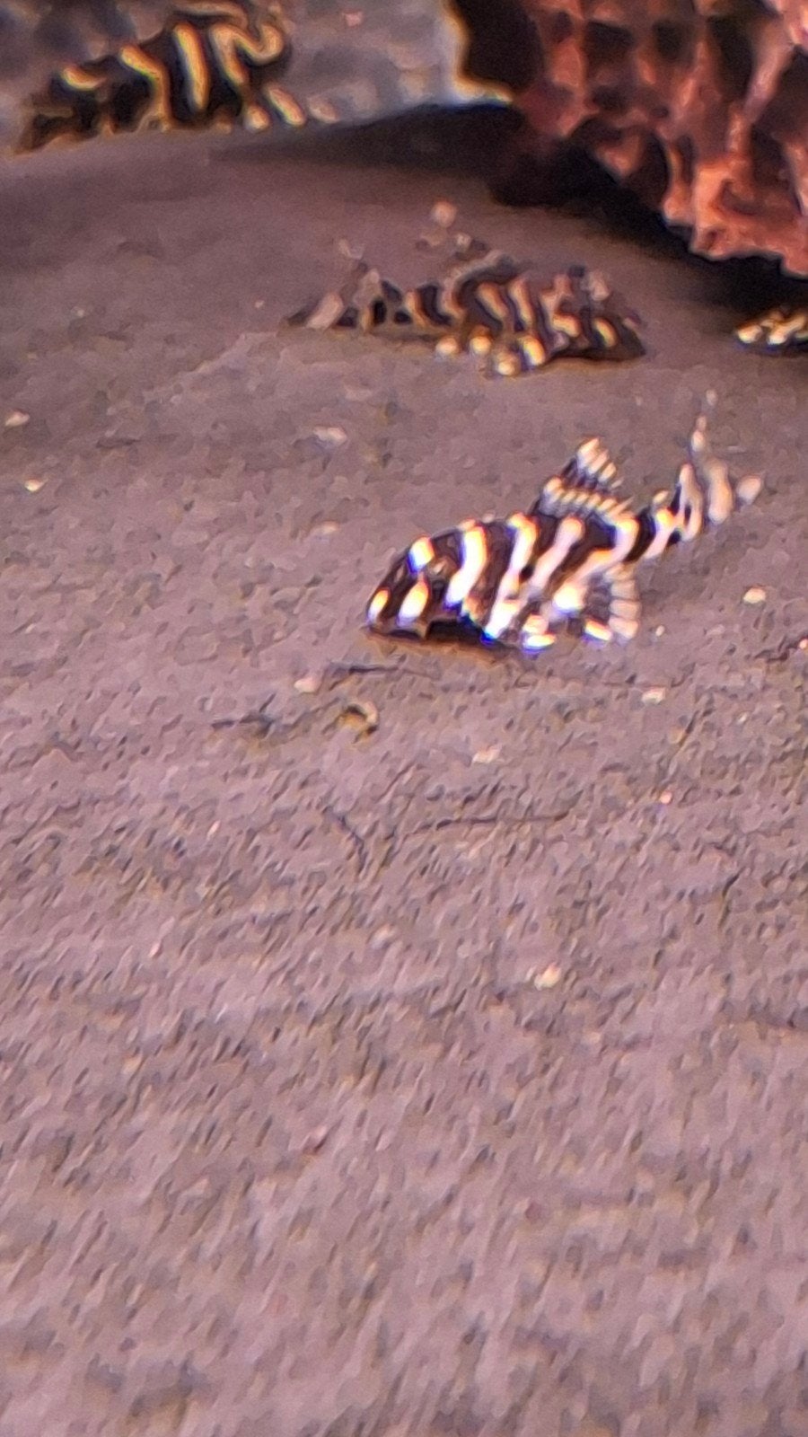 L-333 Hypancistrus 3-5cm Meerval Pleco Catfish, Vis