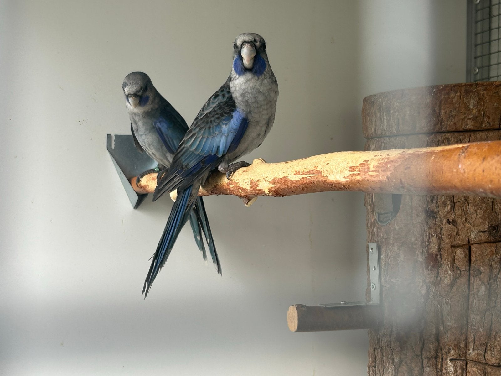 Pennant blauw bont, Dieren en Toebehoren, Vogels | Parkieten en Papegaaien, Meerdere dieren, Parkiet