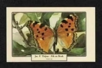 Vlinder Grote Vos Jac. P. Thijsse Eik en Beuk Verkade., Verzamelen, Ansichtkaarten | Dieren, Ophalen of Verzenden, 1980 tot heden