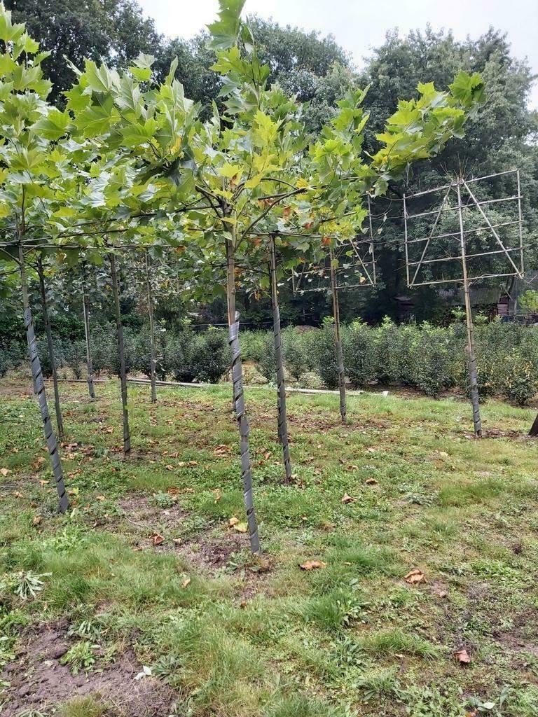 Laatste Dakplatanen in pot, Tuin en Terras, 100 tot 250 cm, Dakboom, Ophalen, Volle zon