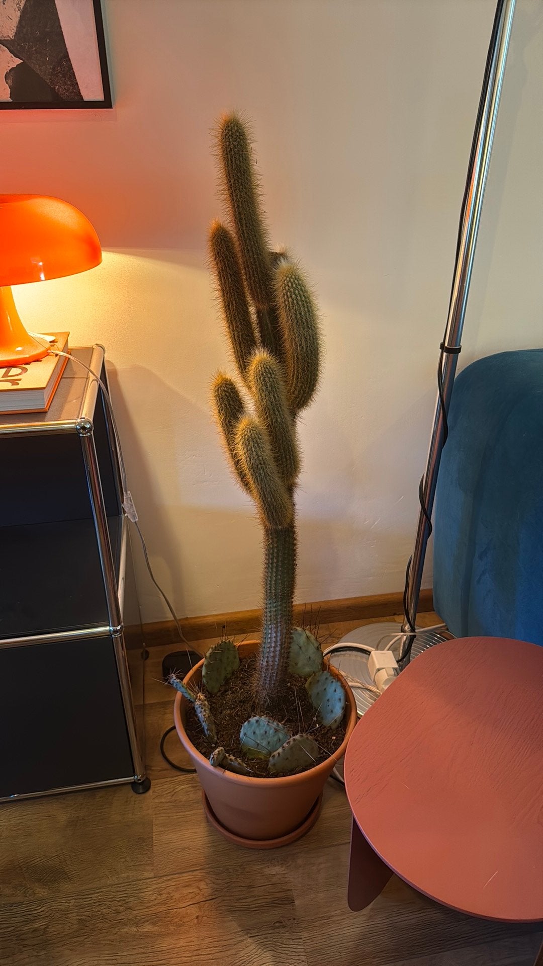 Cactus binnen, Ophalen, Cactus, Volle zon, Minder dan 100 cm
