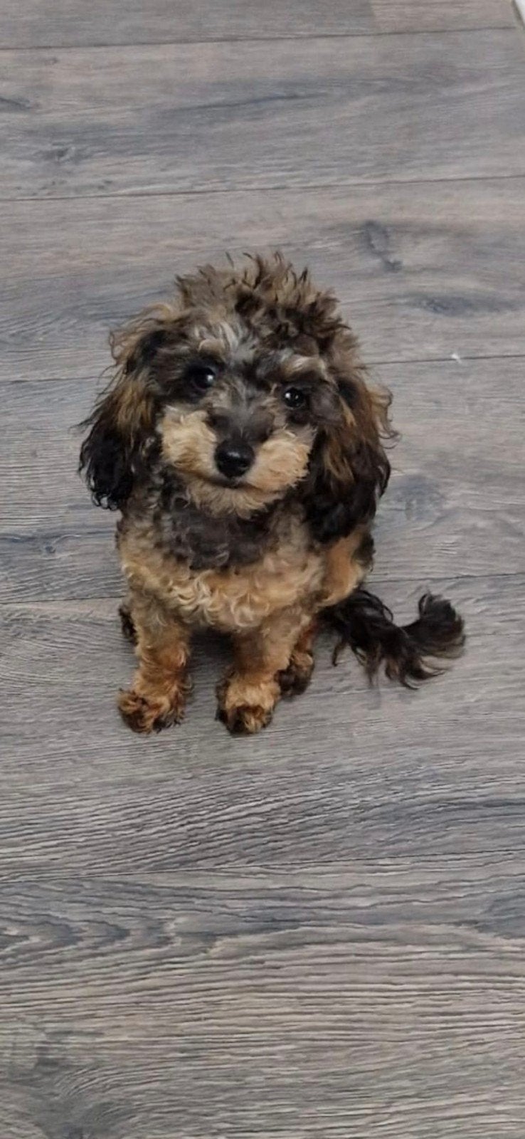 Goed tehuis gezocht voor ons lieve Toy Poedel teefje, Dieren en Toebehoren, Honden | Chihuahua's en Gezelschapshonden, Overige rassen