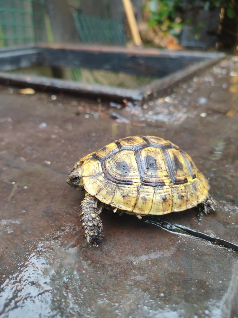 2 Griekse landschildpadden Testudo Hermanni Boettgeri Tortoise - unknown for sale from 1971