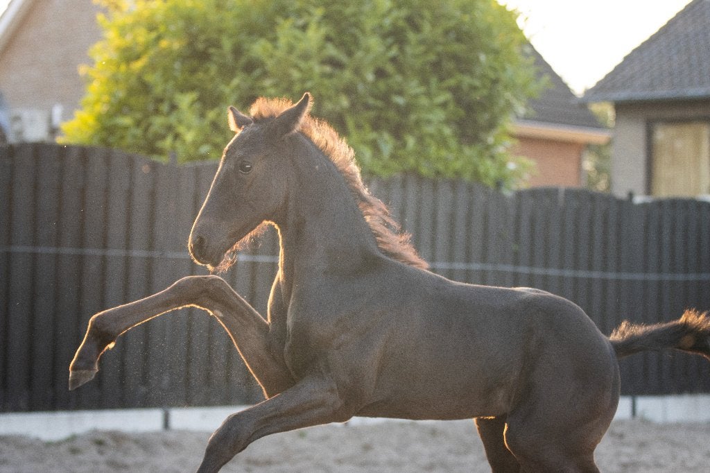 verzorgster gezocht voor jonge paarden, Dieren en Toebehoren, Ophalen of Verzenden, Nieuw, Dressuur