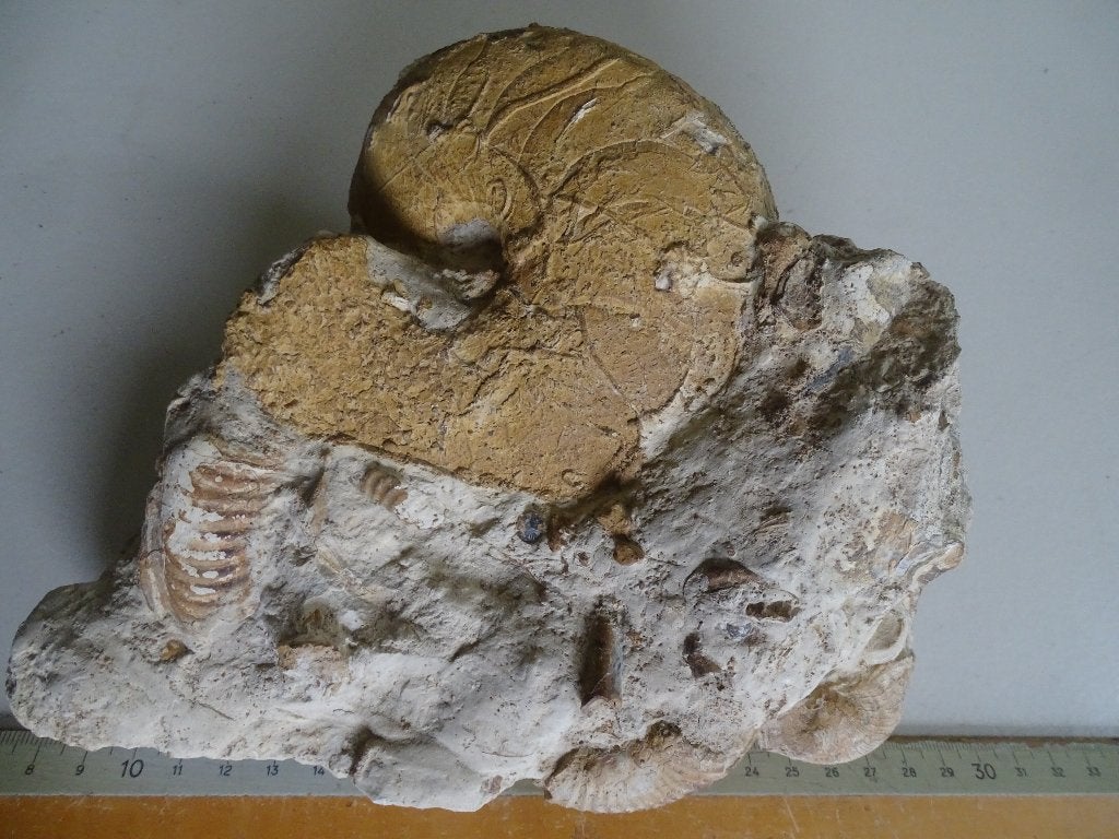 Fossiele nautilus en ammonieten/belemnieten, schelp in steen, Ophalen of Verzenden, Fossiel