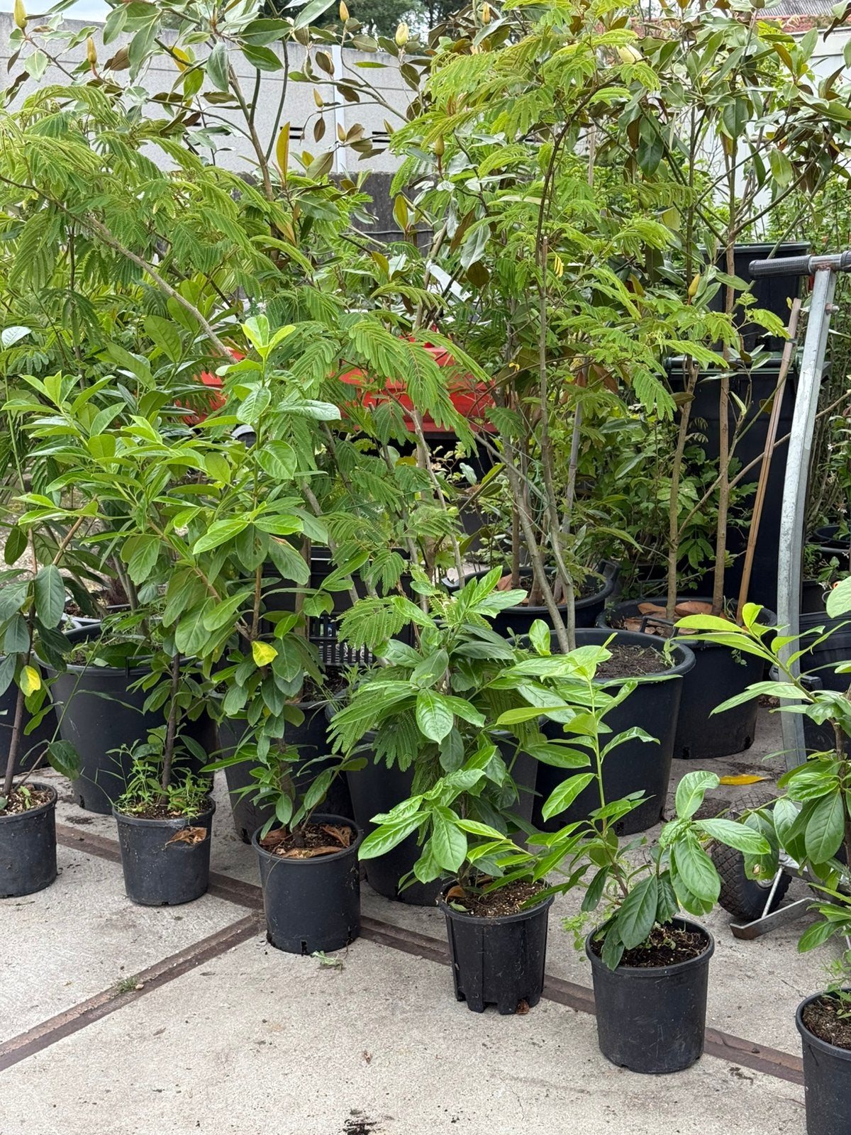 Haag laulier div lente 7 stuks top geworteld in 1 koop 25,00, Ophalen, Laurier, Struik, 100 tot 250 cm