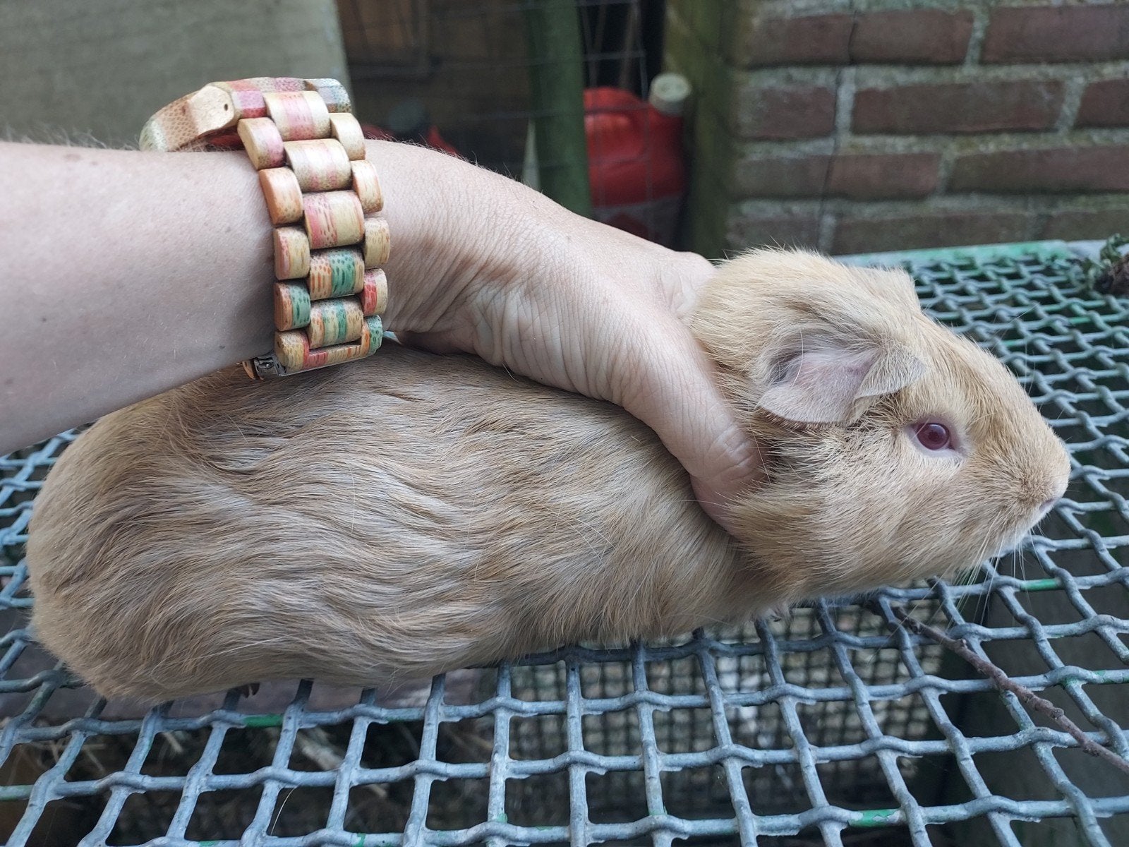 Cuy reuzencavia beer mag verhuizen, Mei, Mannelijk, Cavia