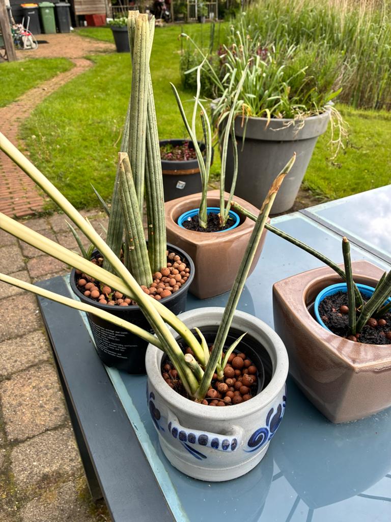 *GRATIS* Sansevieria scheuten - onverwoestbaar!, Huis en Inrichting, Ophalen, Overige soorten, Halfschaduw, Minder dan 100 cm