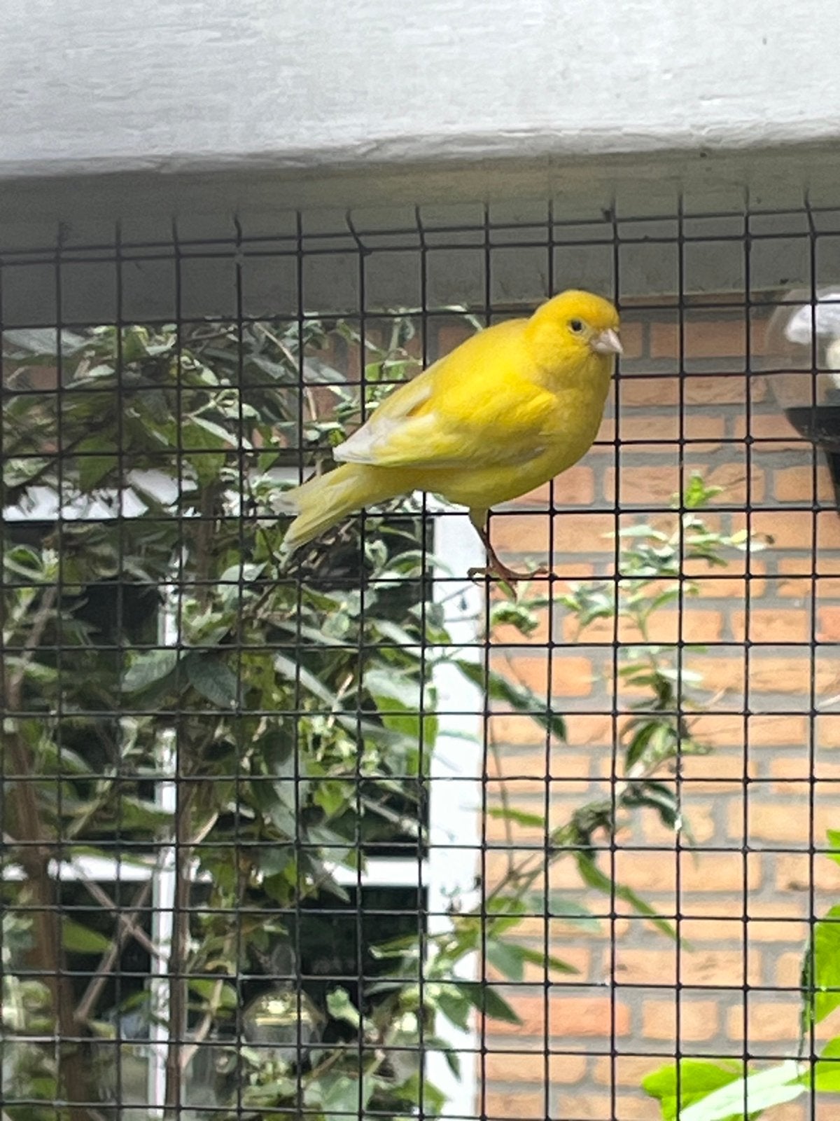 Pop vrouwtje broedrijp, Dieren en Toebehoren, Vogels | Kanaries, Vrouwelijk, Kleurkanarie