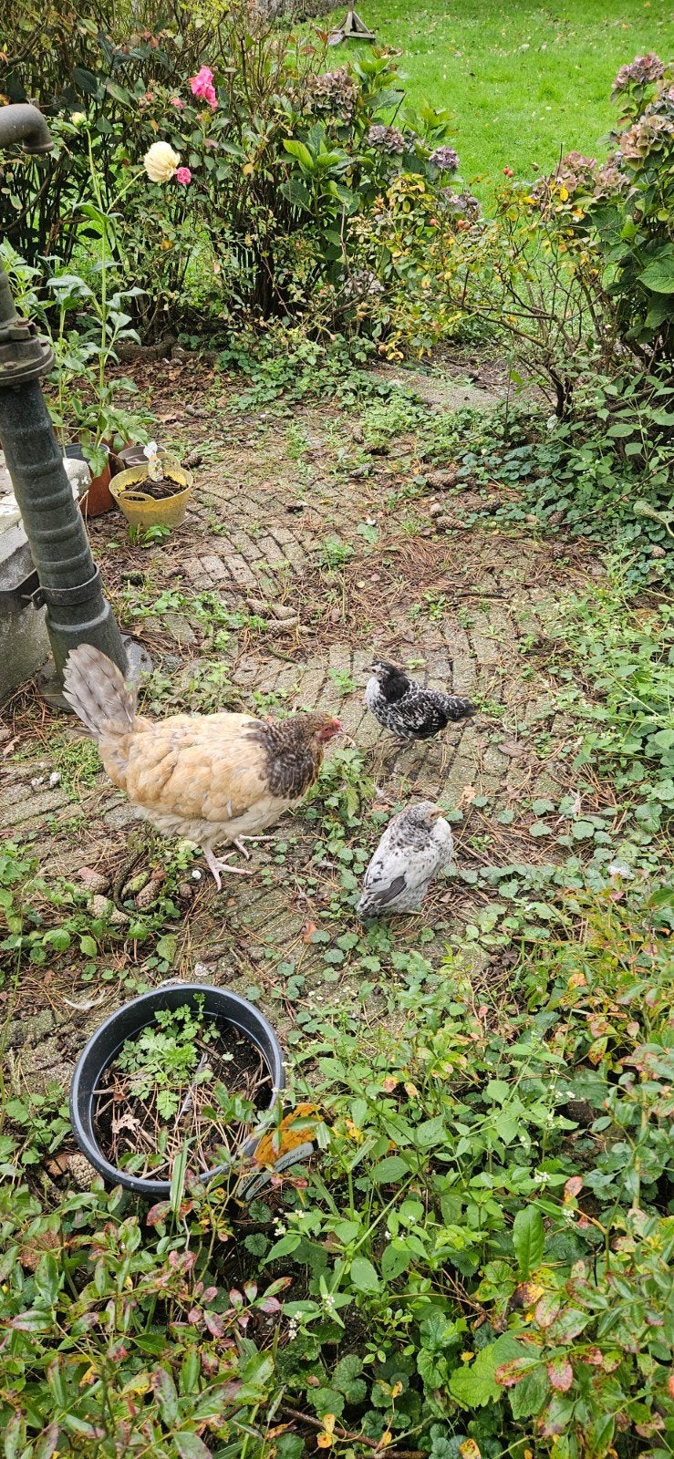kuikens boerderij kippen, Meerdere dieren, Kip