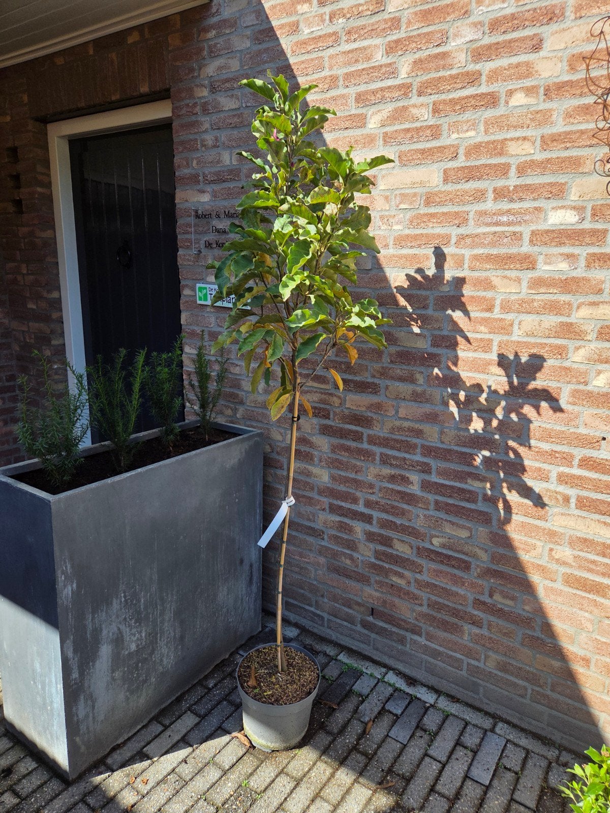 Restpartij tuinplanten A kwaliteit, Ophalen, Overige soorten, Halfschaduw
