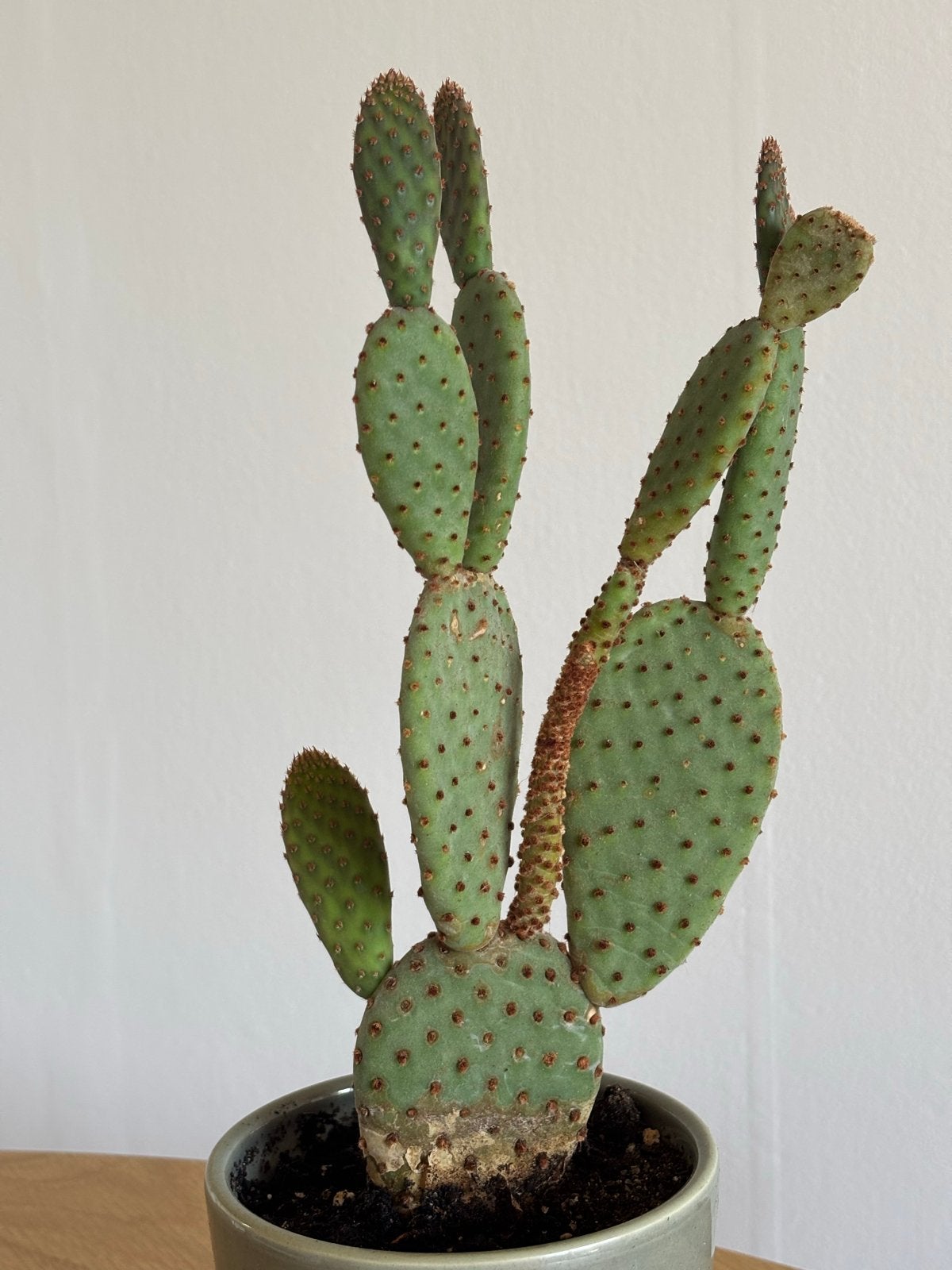 Cactus met grijs/groene pot, Huis en Inrichting, Kamerplanten, Ophalen of Verzenden, Minder dan 100 cm, In pot, Cactus