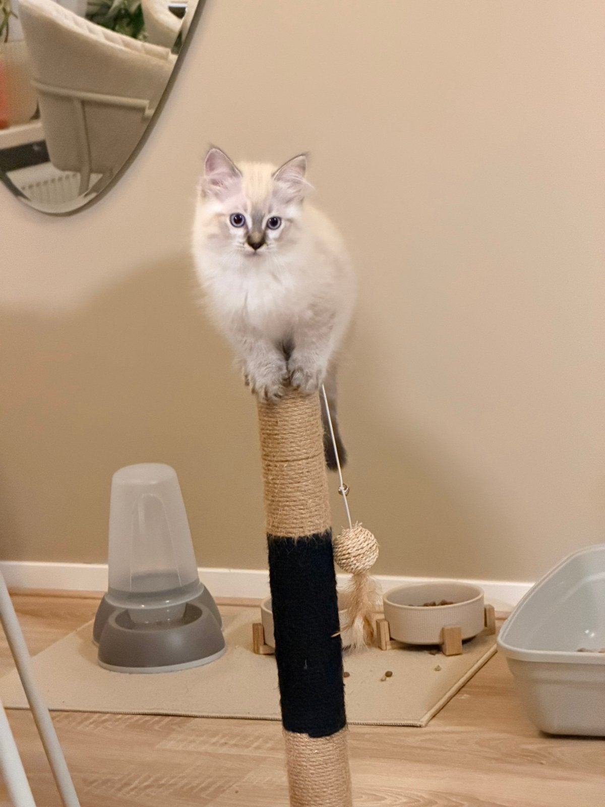 Ragdoll kittens, Meerdere dieren, Ontwormd, 0 tot 2 jaar