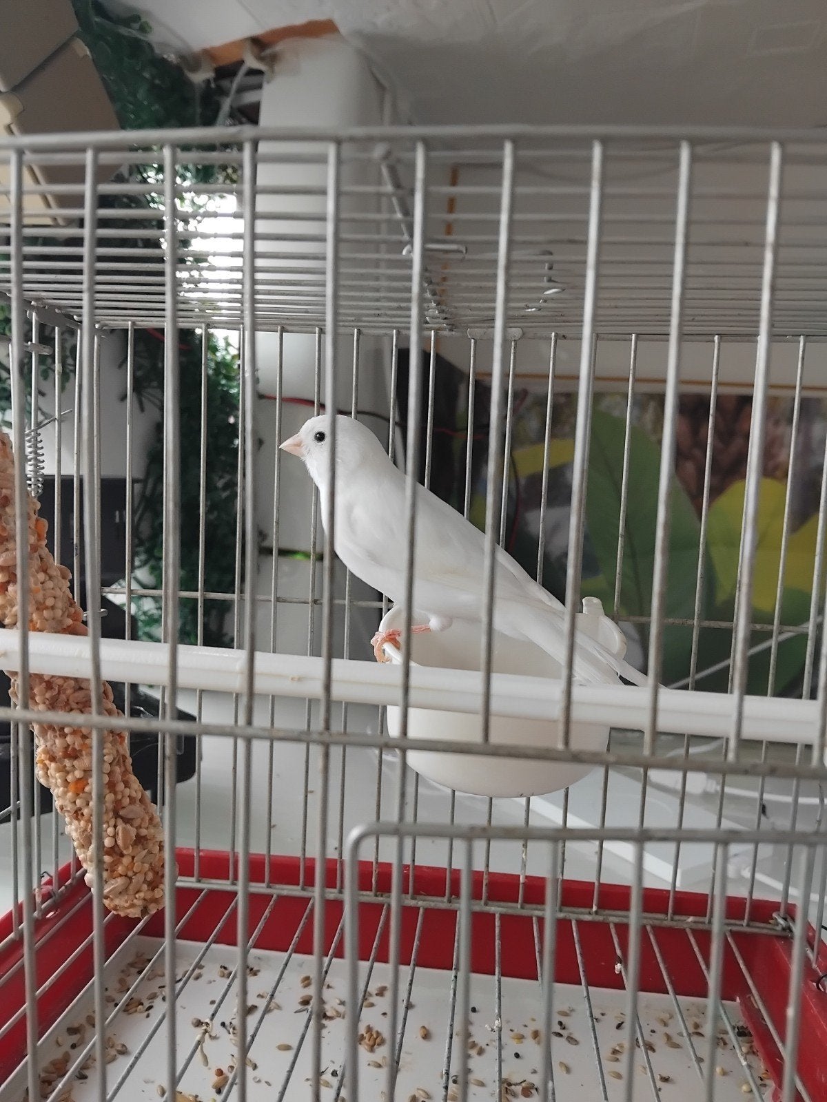 mooi vogel 2026, Mannelijk