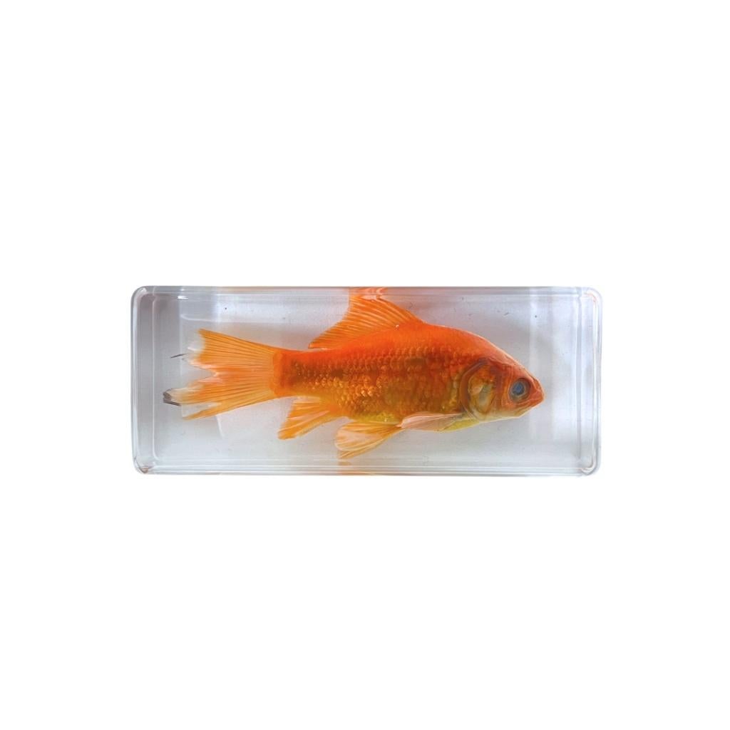 Diverse dieren in hars te koop!, Ophalen of Verzenden, Nieuw, Opgezet dier