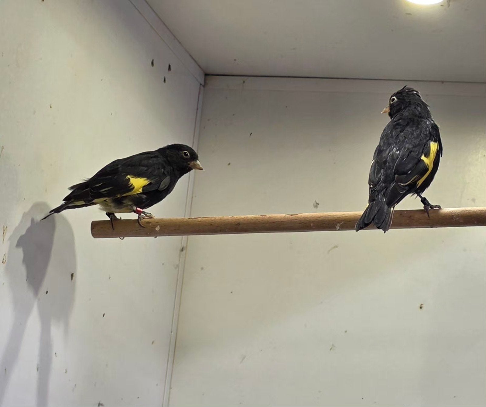 diverse vogels te koop, Meerdere dieren, Tropenvogel, Geringd