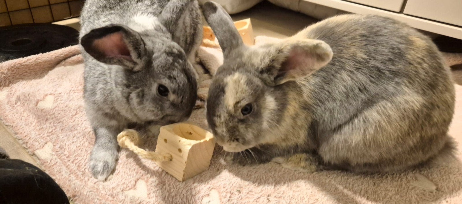 Lief gekoppeld konijnenkoppel zoekt een nieuw thuis, Meerdere dieren, Dwerg, 0 tot 2 jaar