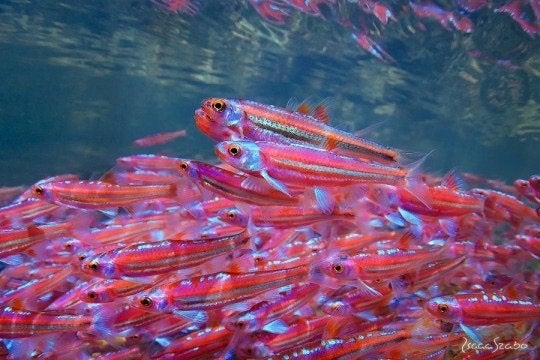 Unieke vissen voor vijver! Elritsen! Goudvis sarasa guppen, Dieren en Toebehoren, Vissen | Vijvervissen, Overige soorten