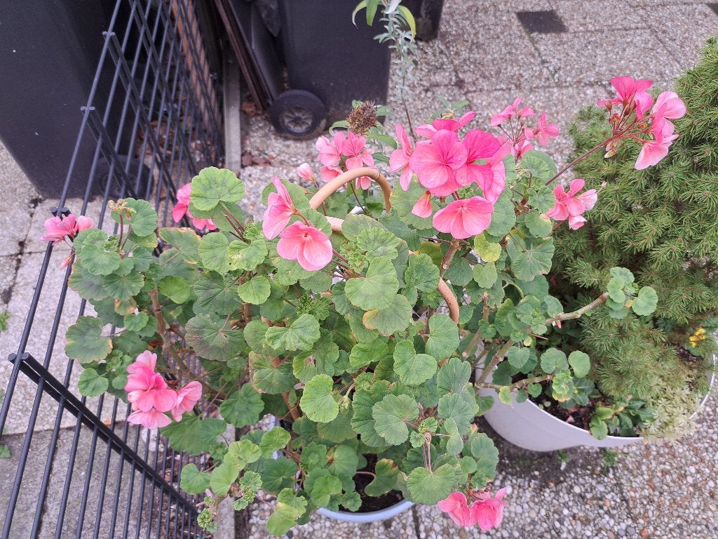 Grote Geranium, Ophalen, Vaste plant, Overige soorten, Halfschaduw