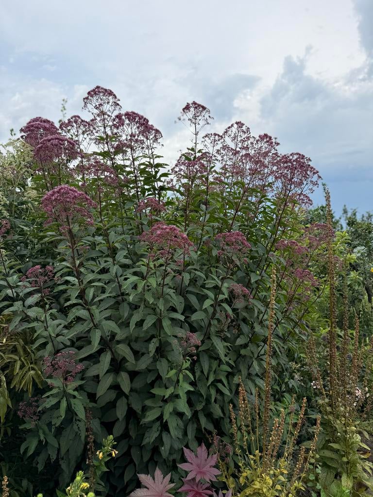 Leverkruid (Koninginnekruid) met paarse bloemen, Overige soorten, Volle zon, Vaste plant, Ophalen of Verzenden