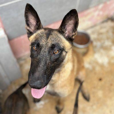 ACE: Dunnah is op zoek naar een goede thuis, Particulier, 1 tot 2 jaar, Buitenland, Teef