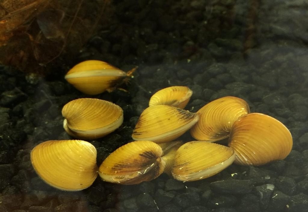 Golden Clam-Pilsbryoconcha exilis mosseltjes 6-7 cm, Slak of Weekdier, Zoetwatervis