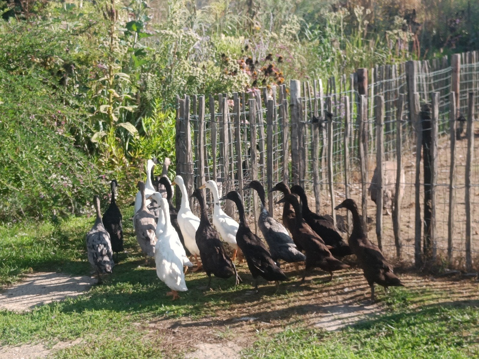 loopeenden, Dieren en Toebehoren, Meerdere dieren, Eend