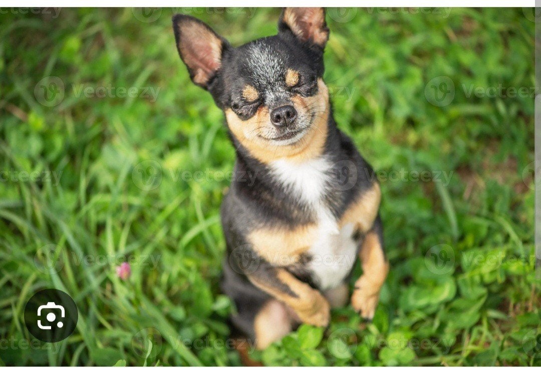Klein hondje gevraagd., Rabiës (hondsdolheid), Teef, Eén hond, Chihuahua