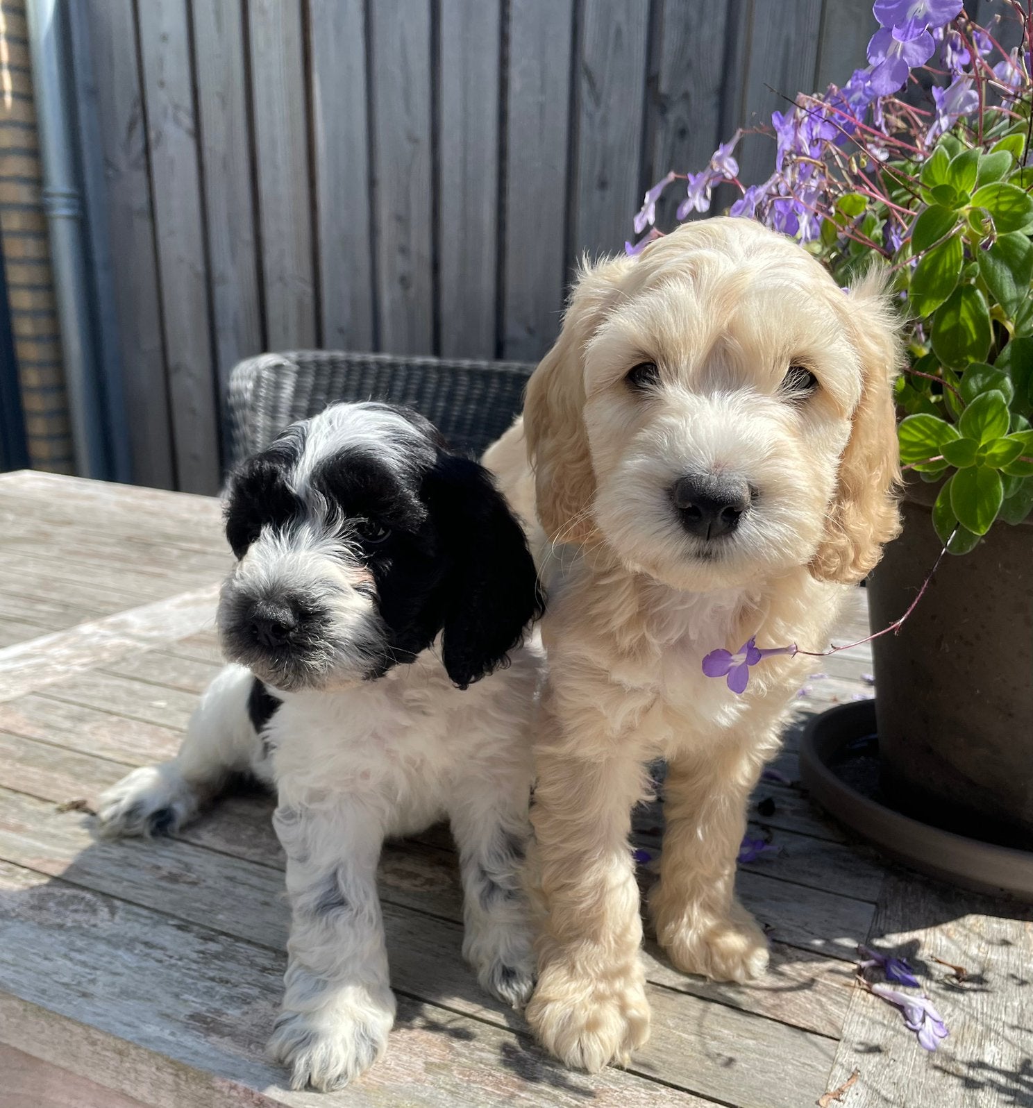 Lieve Mini / medium Australian Labradoodle  pups multigen, Parvo, Overige rassen, 8 tot 15 weken, Meerdere