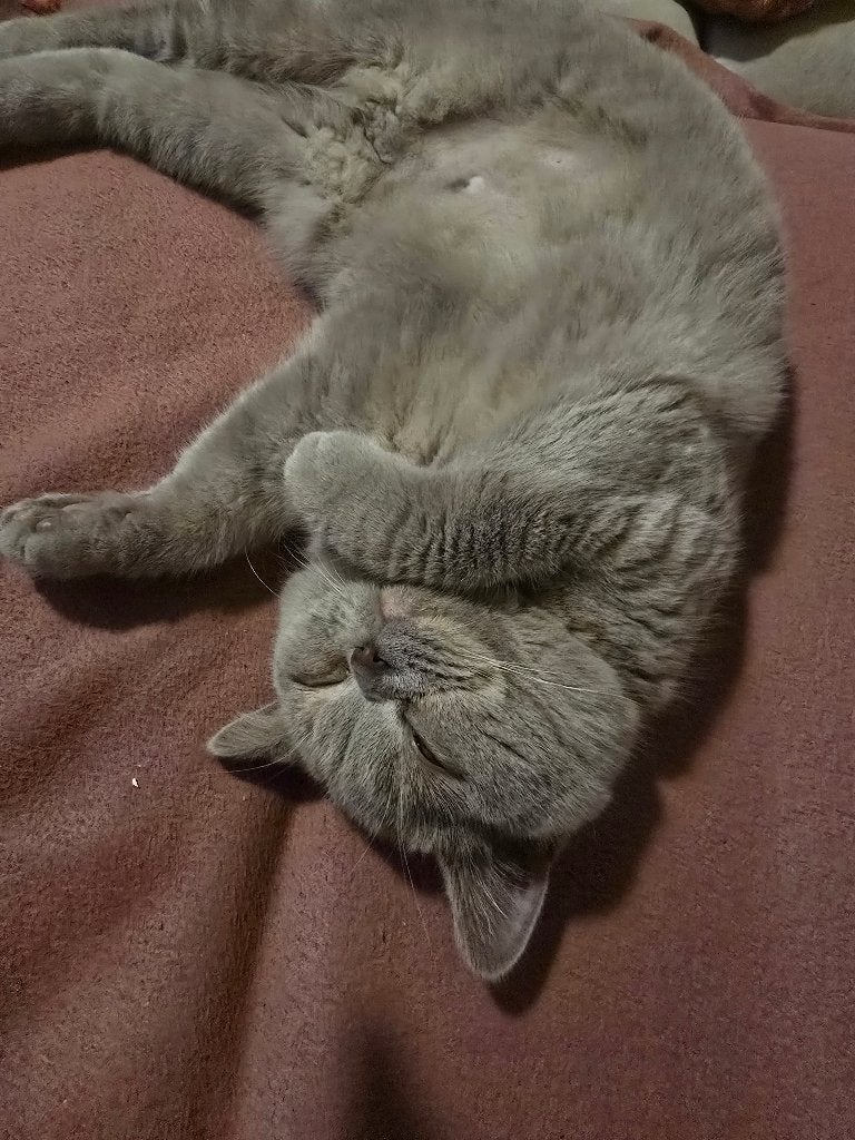 Britse korthaar, Poes, Met stamboom, 0 tot 2 jaar