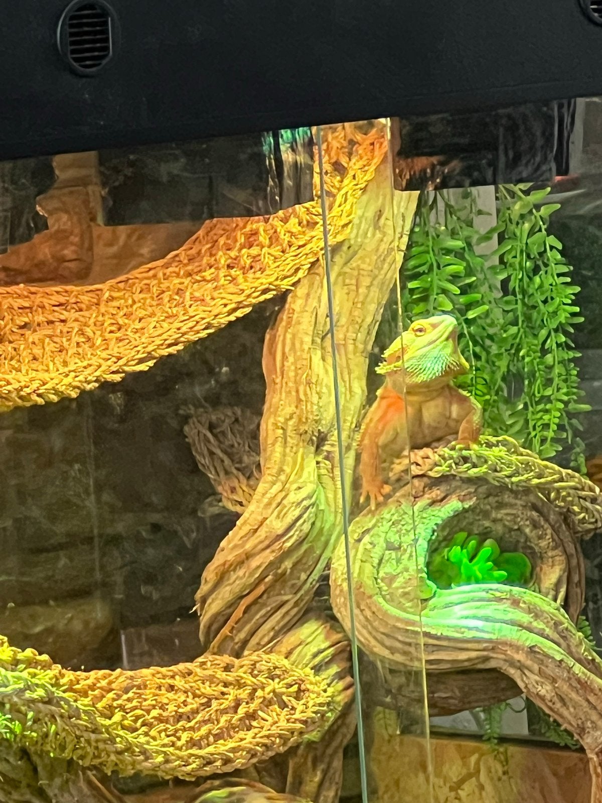Baardagaam salsa incl terrarium 200€, Dieren en Toebehoren, Reptielen en Amfibieën, Hagedis, 0 tot 2 jaar