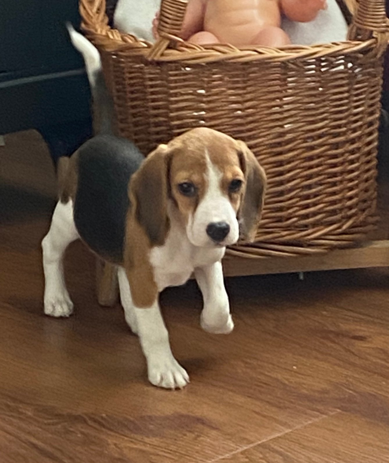 Wegens annulering prachtige BEAGLE x KOOIKER pup - teefje, Parvo, Nederland, 8 tot 15 weken, Teef