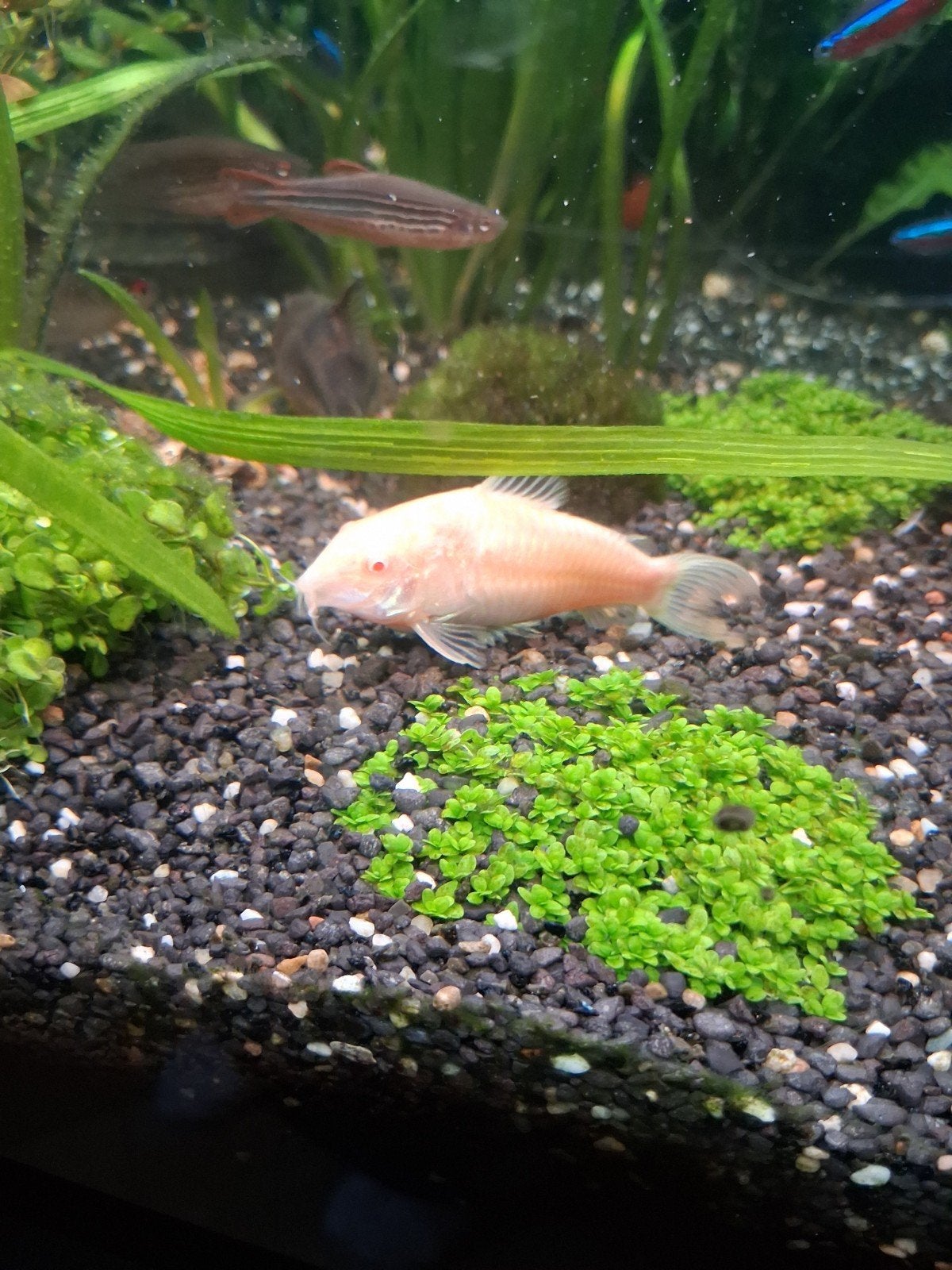 3x albino cordarya, Dieren en Toebehoren, Vis