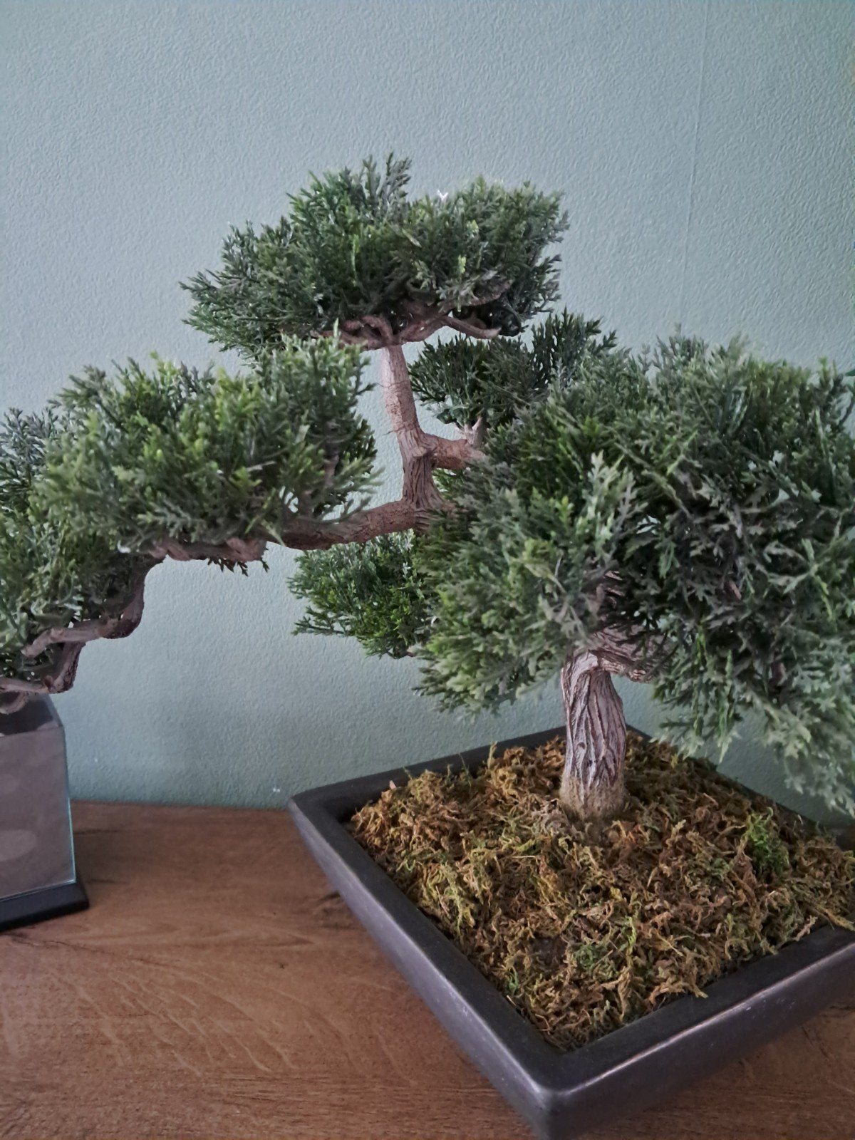 Kunst bonsai boom, Ophalen