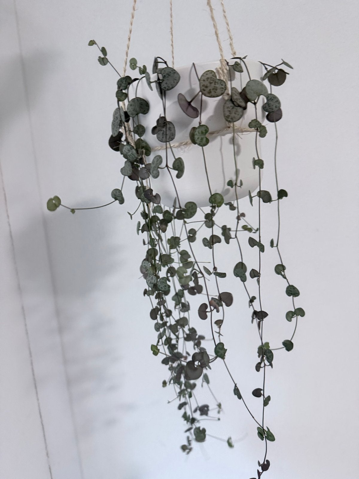 Gratis planten,String of hearts and chinese money plant, Overige soorten, Vaste plant, Ophalen of Verzenden, Bloeit niet