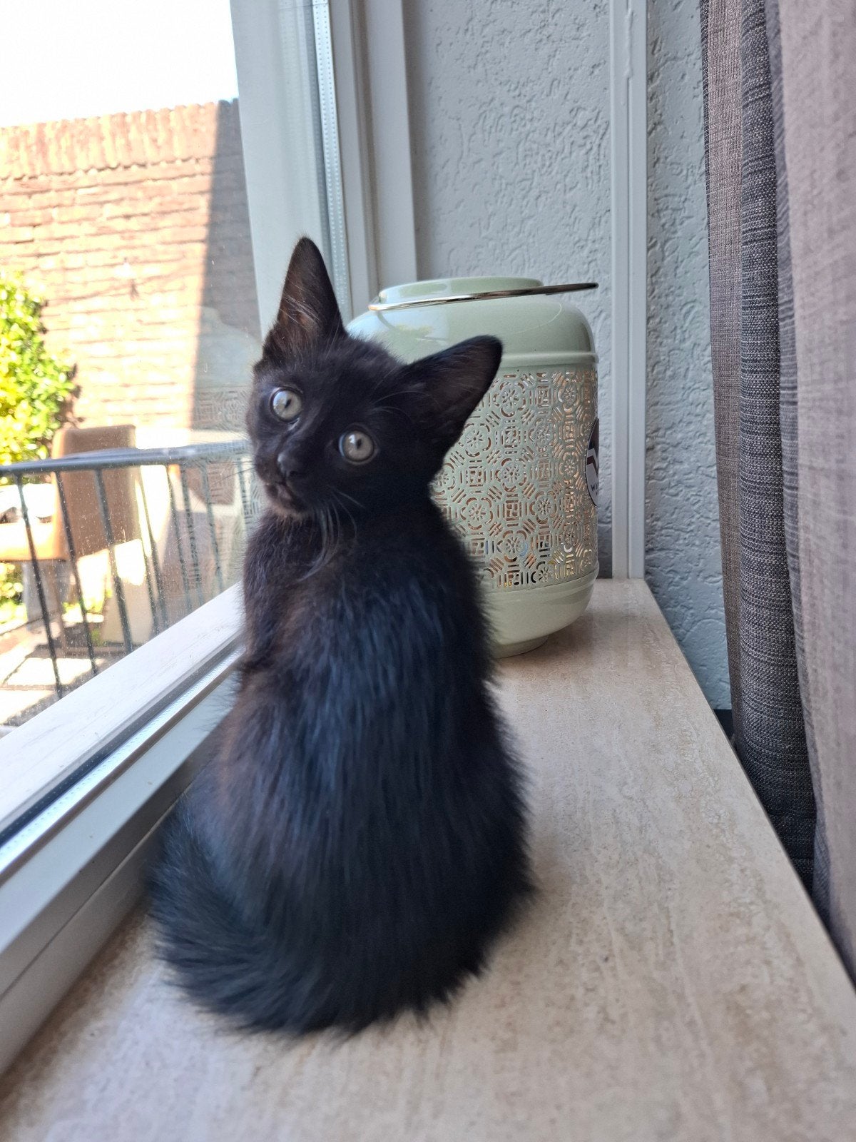 Mooie Europese korthaar kitten(zwart), Kater, Kortharig, 0 tot 2 jaar