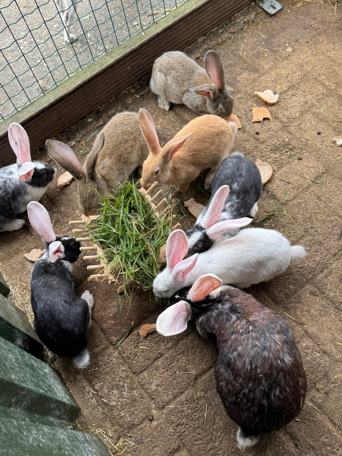 Vlaamse reuzen, Meerdere dieren, Groot