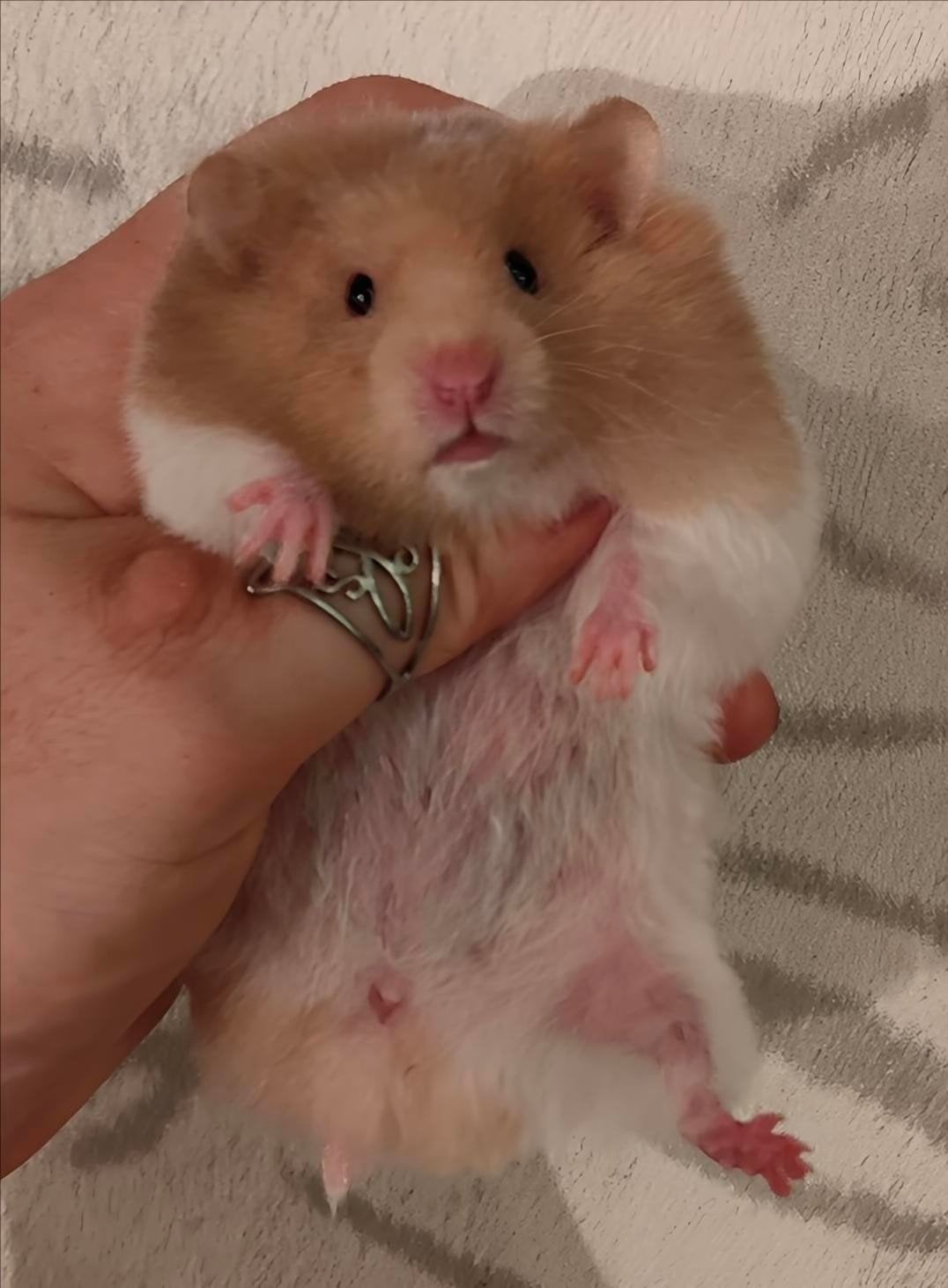 Jonge Syrische hamsters/ Goudhamsters Beschikbaar, Dieren en Toebehoren, Knaagdieren, Hamster, Mei, Meerdere dieren, Tam