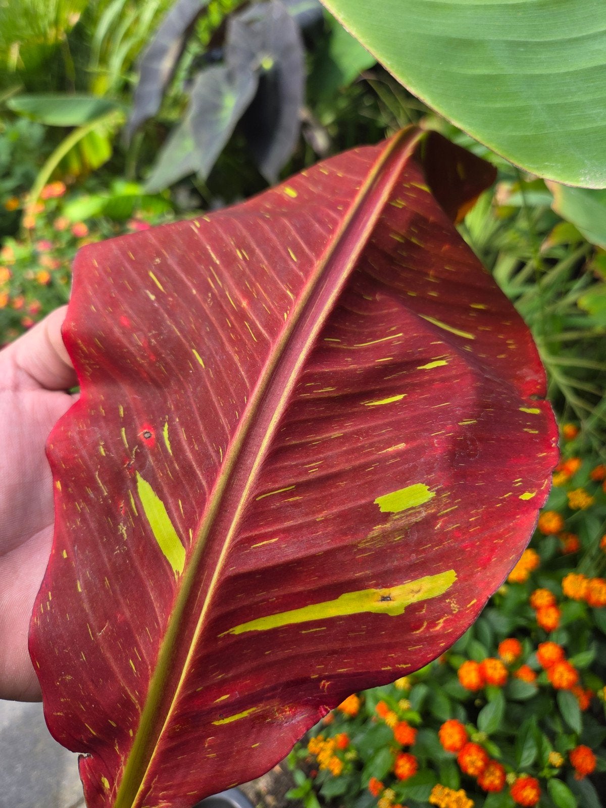 Bijzondere bananenplanten, Volle zon, Vaste plant, Ophalen of Verzenden, Bloeit niet